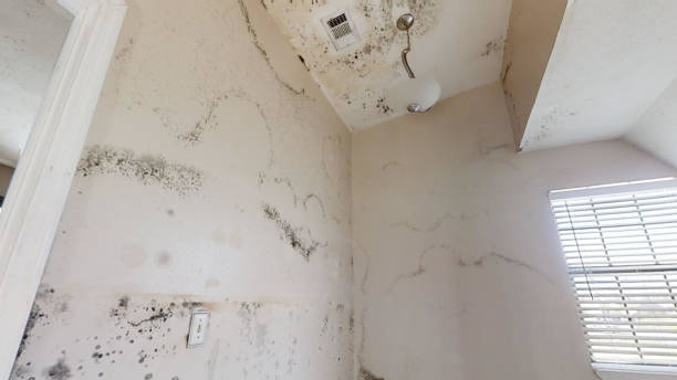 Best Emergency Mold Remediation  in Ocean City, FL