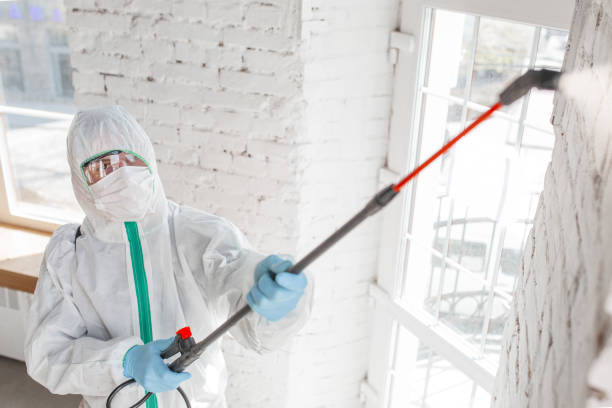 Trusted Ocean City, FL Mold Removal Experts