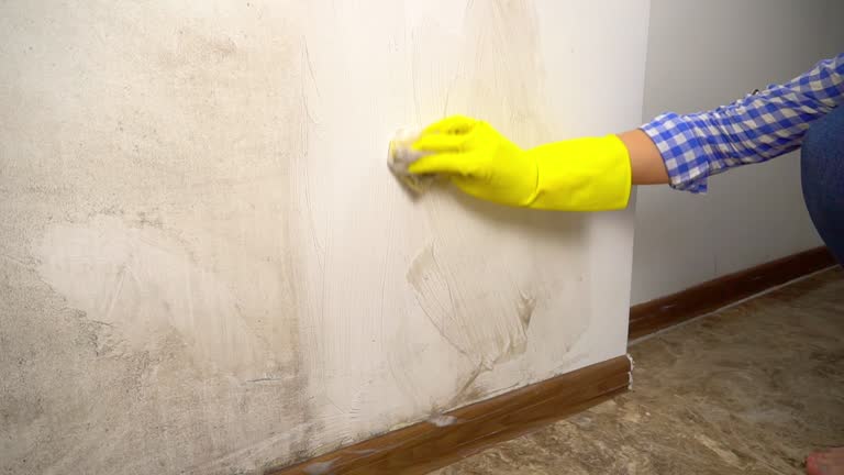 Best Basement Mold Removal  in Ocean City, FL